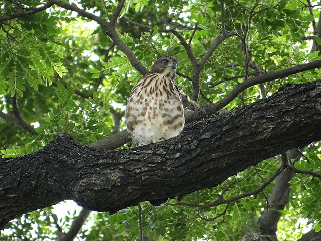 鳳頭蒼鷹/無限台南