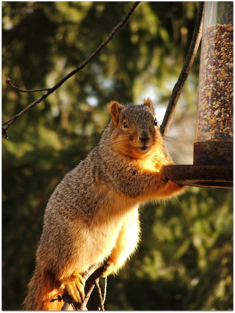 Cheeky Squirrel by Angie Ouellette-Tower for godsgrowinggarden.com photo 013_zpsa4cc4fb4.jpg