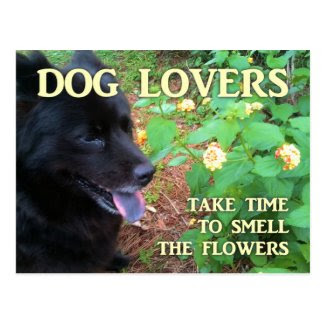 Dog Lovers Flowers Postcard
