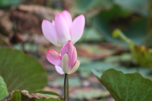 Lotus Fogg Dam