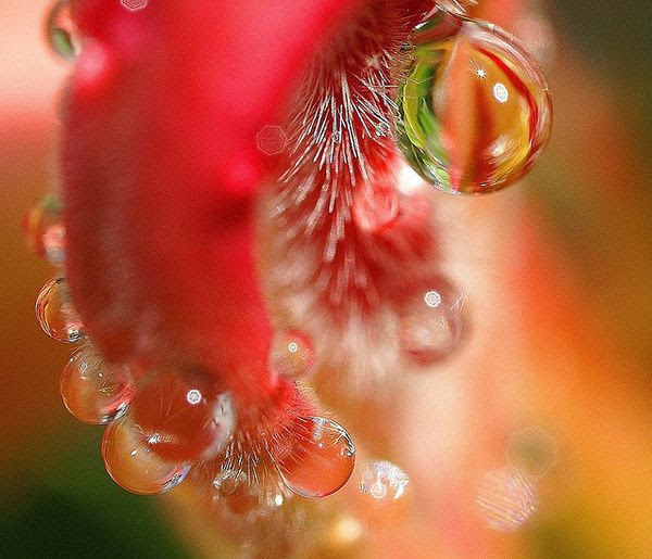 Капля на персике. Цветок в виде капли в нектаром внутри. Цветок домашний выделяющий нектар капли. Santo Rocio вода.