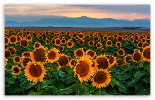 Sunflower Wallpaper Desktop Ipcwallpapers