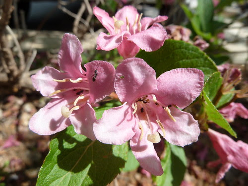 flores rosadas