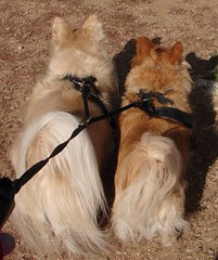 Fluffy Butts
