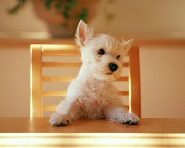 25 animals that know how to properly ask for cookies