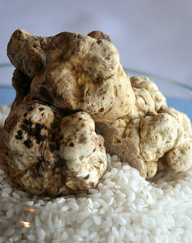 White truffles from Alba