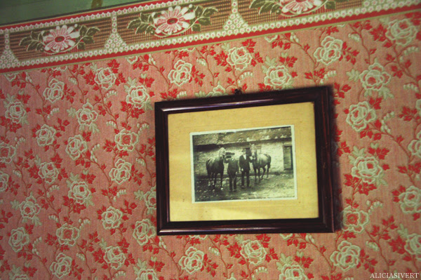 aliciasivert alicia sivertsson skansen skånegården tapet tavla photo fotografi hästar horses