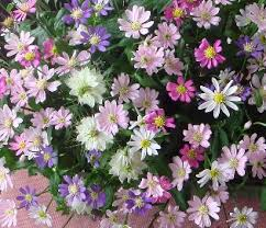 すべての美しい花の画像 新鮮なミヤコワスレ 花言葉 また会う日まで