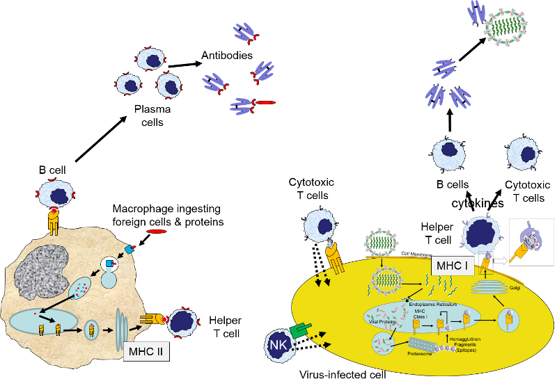 Labeled Immune System Diagram For Kids - Diagram Media