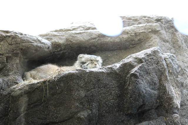 Pallas's Cat