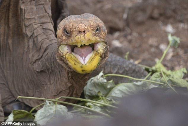 Diego is definitely the alpha male among the three male tortoises of his species which were tasked with repopulating Espanola