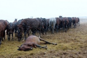 horse