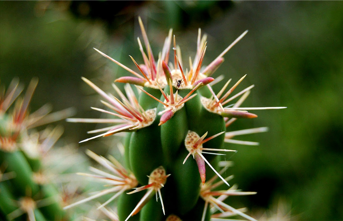 Why Do Cactus Plants Have Thorns I hope you�ve enjoyed