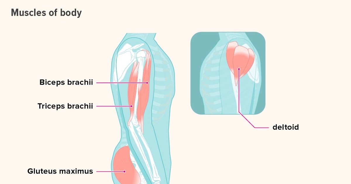 Male Leg Muscles Diagram - Muscular System Wikipedia / Muscle diagram