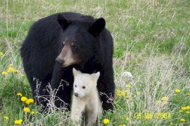 Momma black bear with white cub