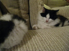 Bandit/Zack on the couch with Jackson