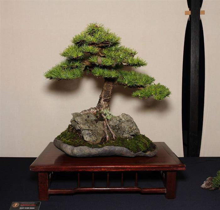 cây bonsai