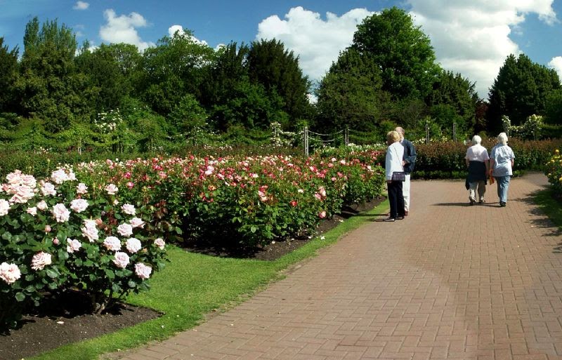 Panoramic Images of the World: The Rose Garden, Queen Mary Gardens
