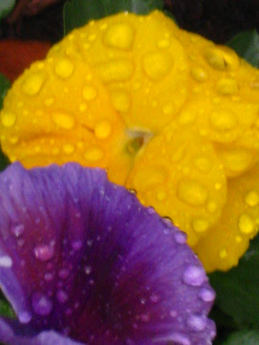 Pansies