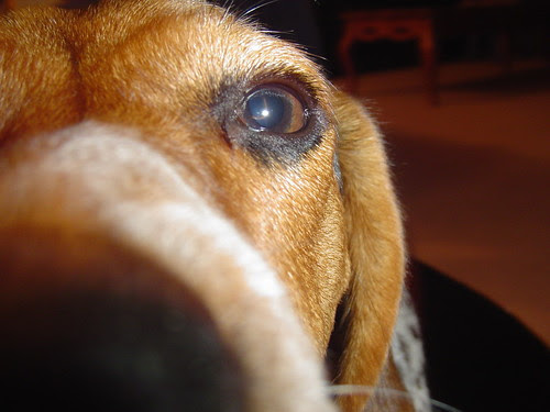Beagles are noses with a complementary dog attached