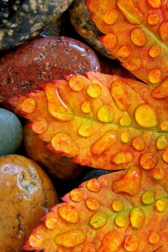 macro photography 28