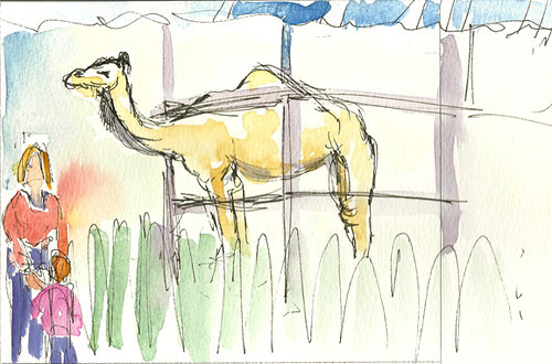 Camel, Dutchess County Fair 2010