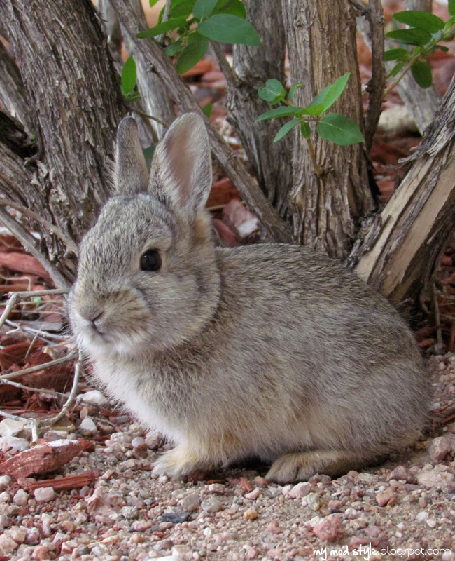 Baby Bunny2