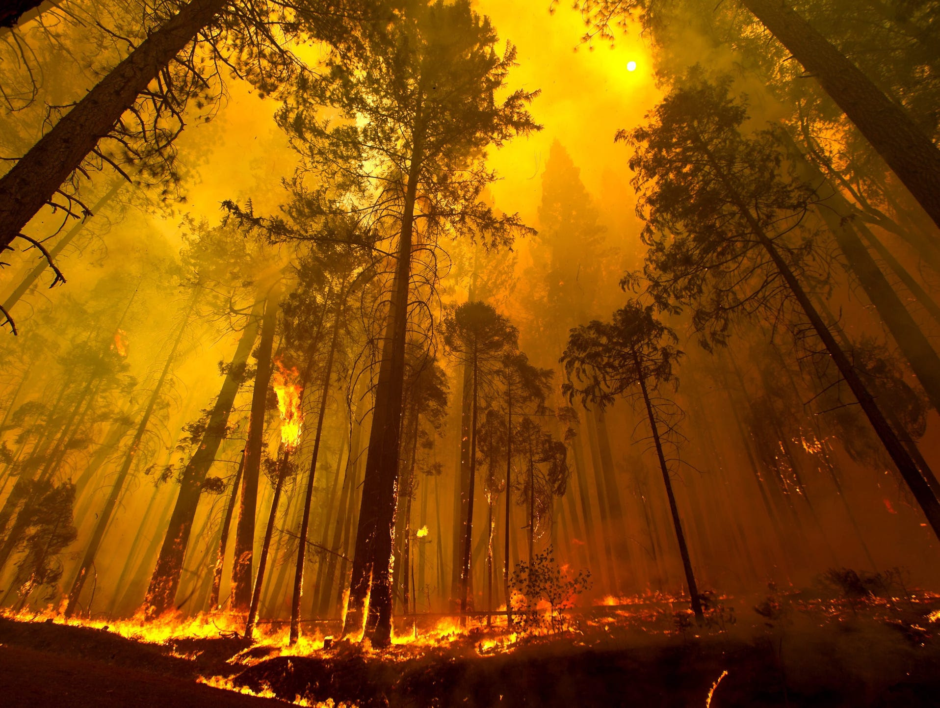 Trees burn close to Berkeley's Toulumne Family Camp near Groveland, Calif.