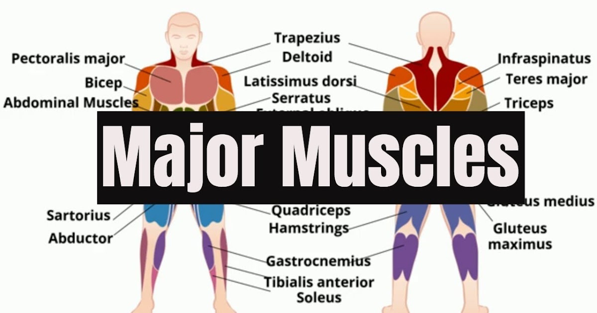 Total Muscles In The Human Body Total Muscles In The Human Body