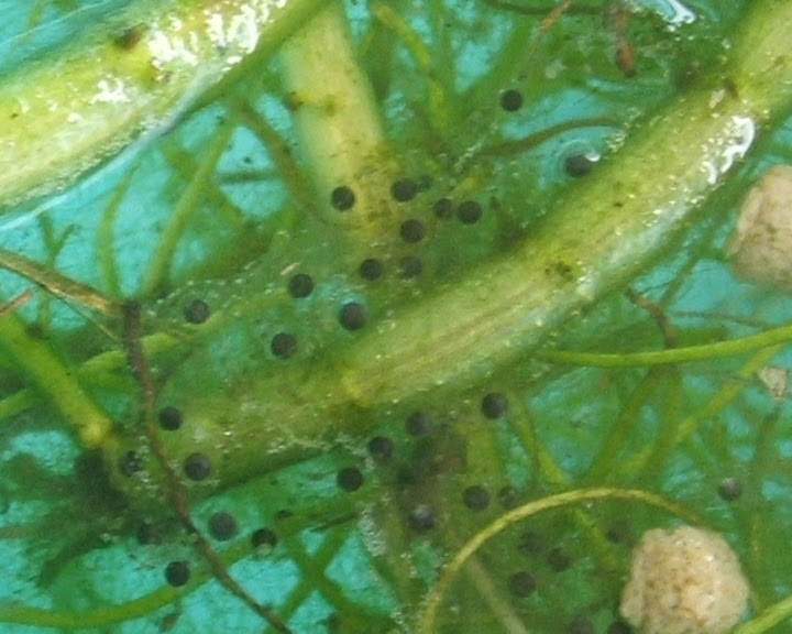 How Does Koi Fish Eggs Look Like