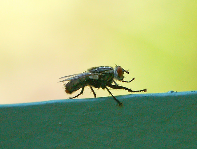 Fly study