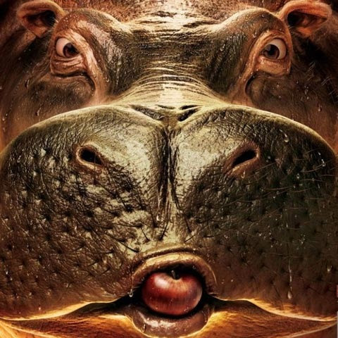pig pig