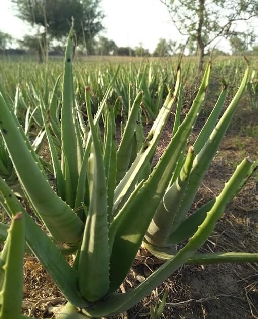Aloe Vera Plant Price Per Kg In India Plantă Blog