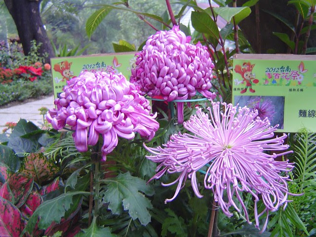 2012台南百花祭/無限台南
