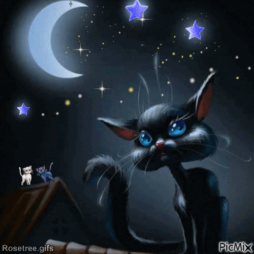 cats and stars