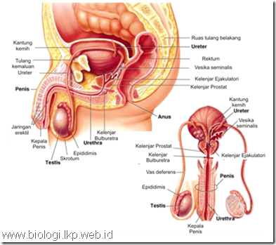 Selain menghasilkan sel sperma, testis juga berfungsi sebagai tempat pembentukan hormon ….