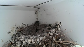 Baby birds getting feathers