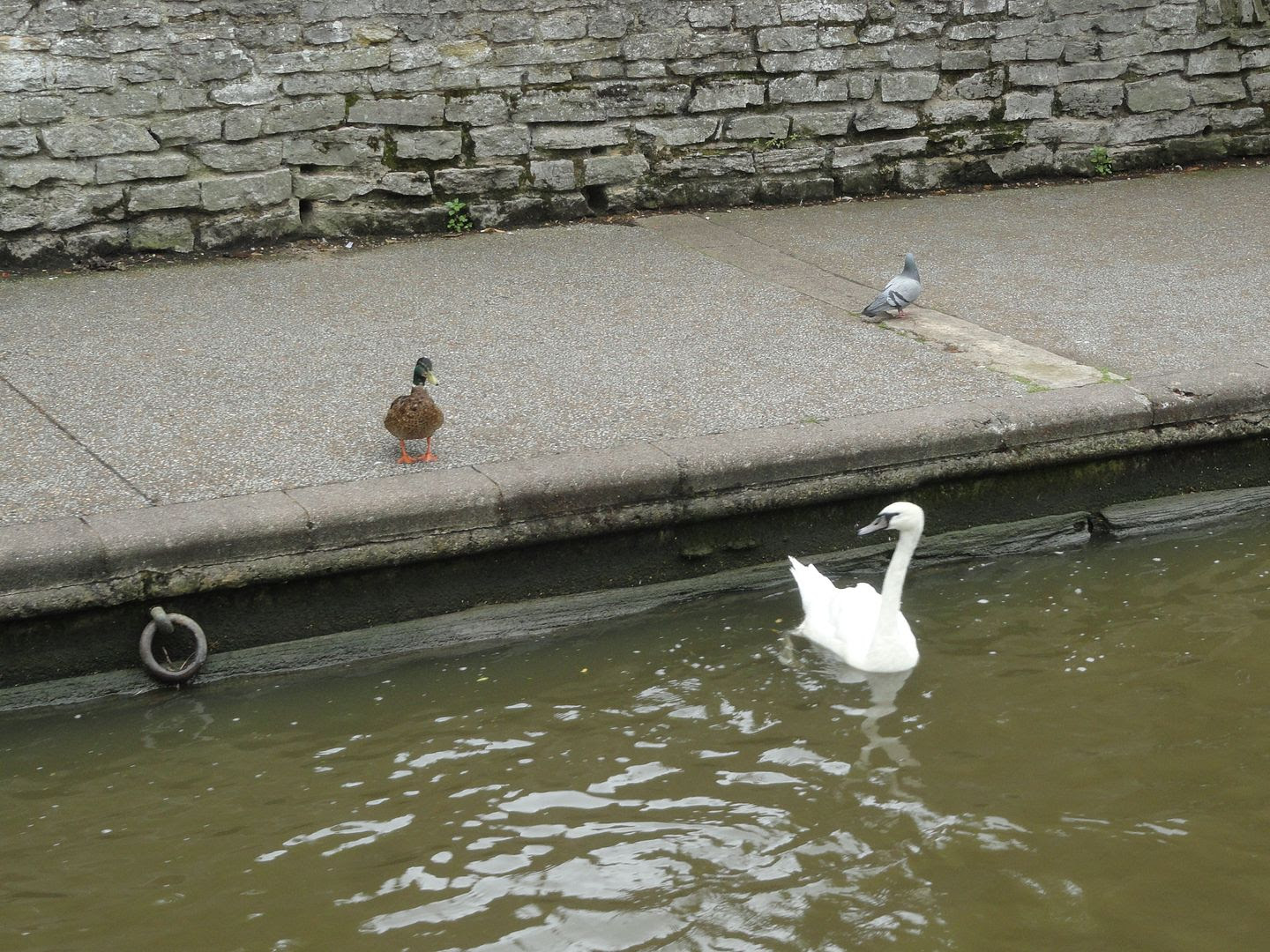 photo DSC09698.jpg