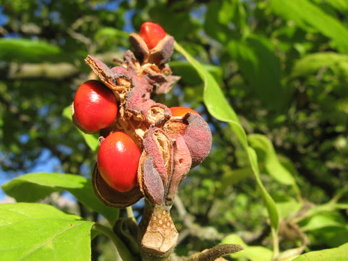 tree-berries