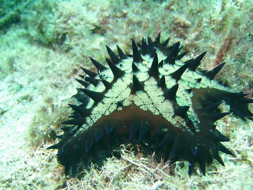 Sea Star 04 off San Carlos Mexico