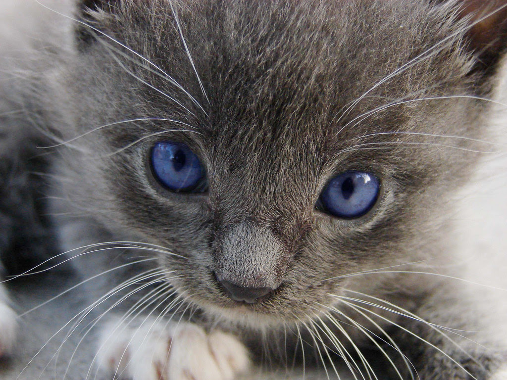 Gray Kitten With White Paws imgBabette