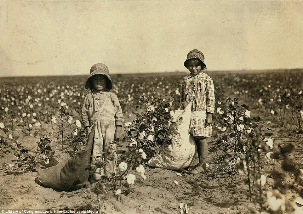 Jewel and Harold Walker, who were aged six and five respectively, picked 20 to 25 pounds of cotton a day in Comanche County, Oklahoma. Their father revealed he had come up with new tactics to motivate them. 'I promised em a little wagon if they'd pick steady, and now they have half a bagful in just a little while,' he revealed