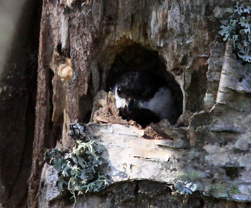Black-capped Chickadee nest