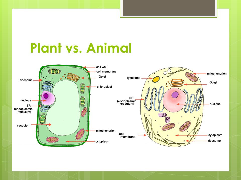 35 Comparing Plant And Animal Cells Venn Diagram Wiring