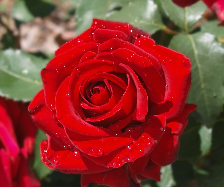Gambar Bunga Mawar Merah - Get HD Wallpaper: Wallpaper Bunga Mawar