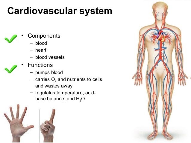 How Does The Respiratory System Work With The Reproductive System