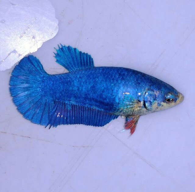 Cupang Biru Ikan Cupang Plakat Multicolor Terbaik Ikan Cupang Betta jpg (640x630)