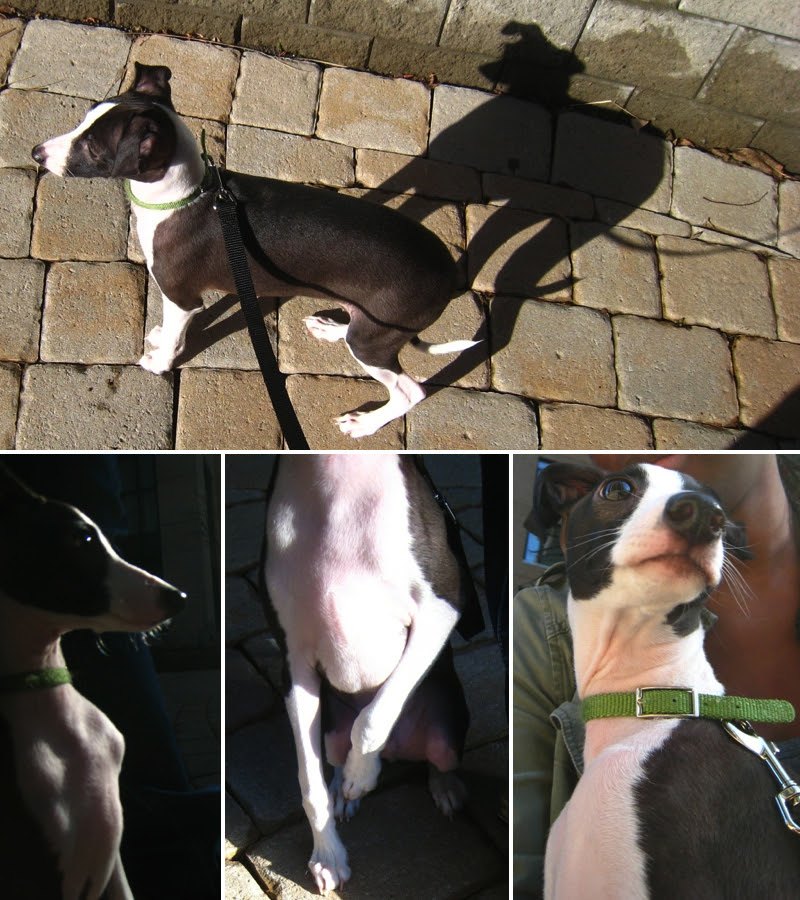 Newton - Italian Greyhound puppy