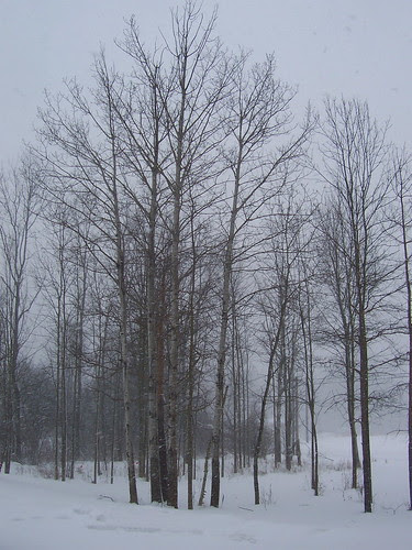 The bleak landscape of February