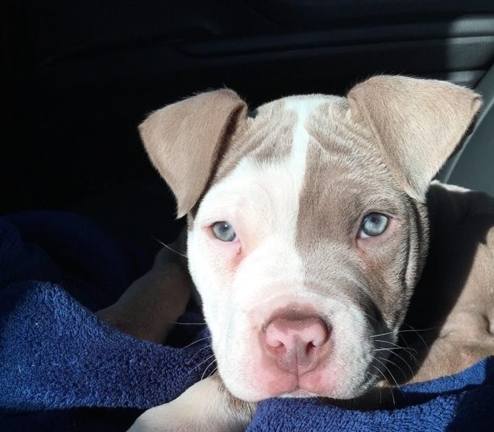 Craigslist Free Pitbull Puppies / 8 week old puppy for sale http